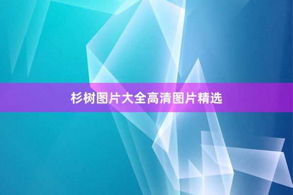 杉树图片大全高清图片精选